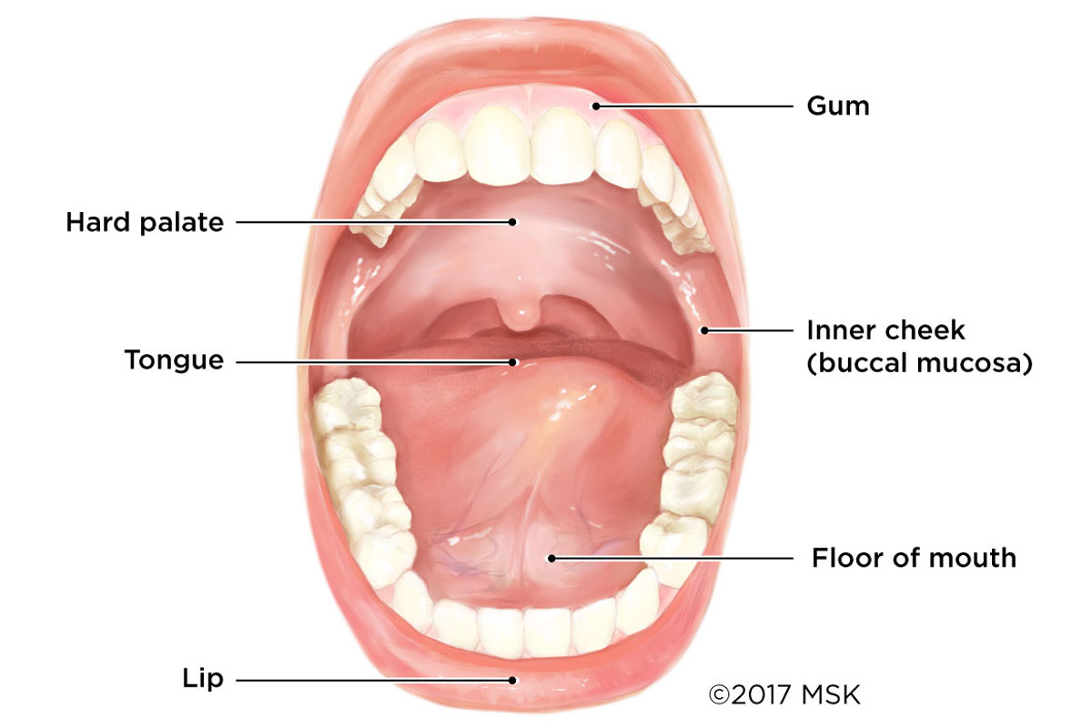 Illustration of the oral cavity, including the gums, hard palate, inner cheek (buccal mucosa), tongue, floor of mouth, and lips.