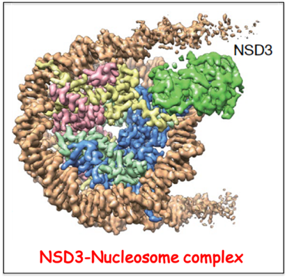 Nucleosomal H3K36 methylation by NSD methyltransferase
