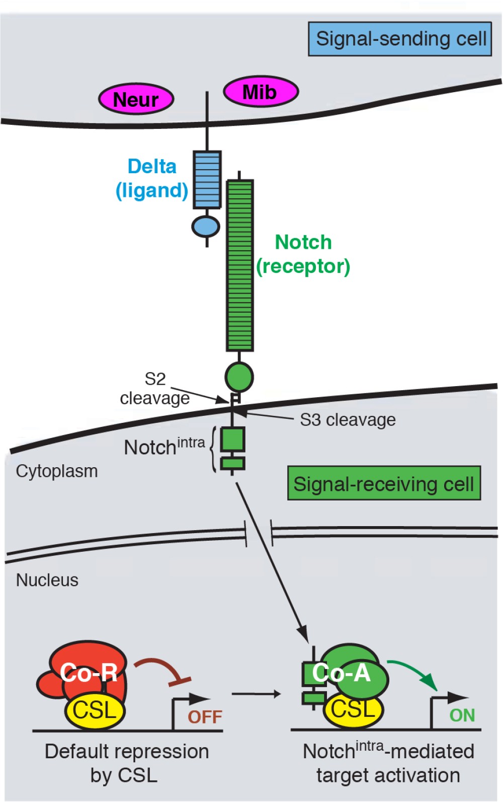 Notch Signaling And Neural Transcription Factors Sloan Kettering