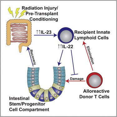 Graft Vs Host Disease; Graft-Versus-Host Disease; Homologous Wasting ...