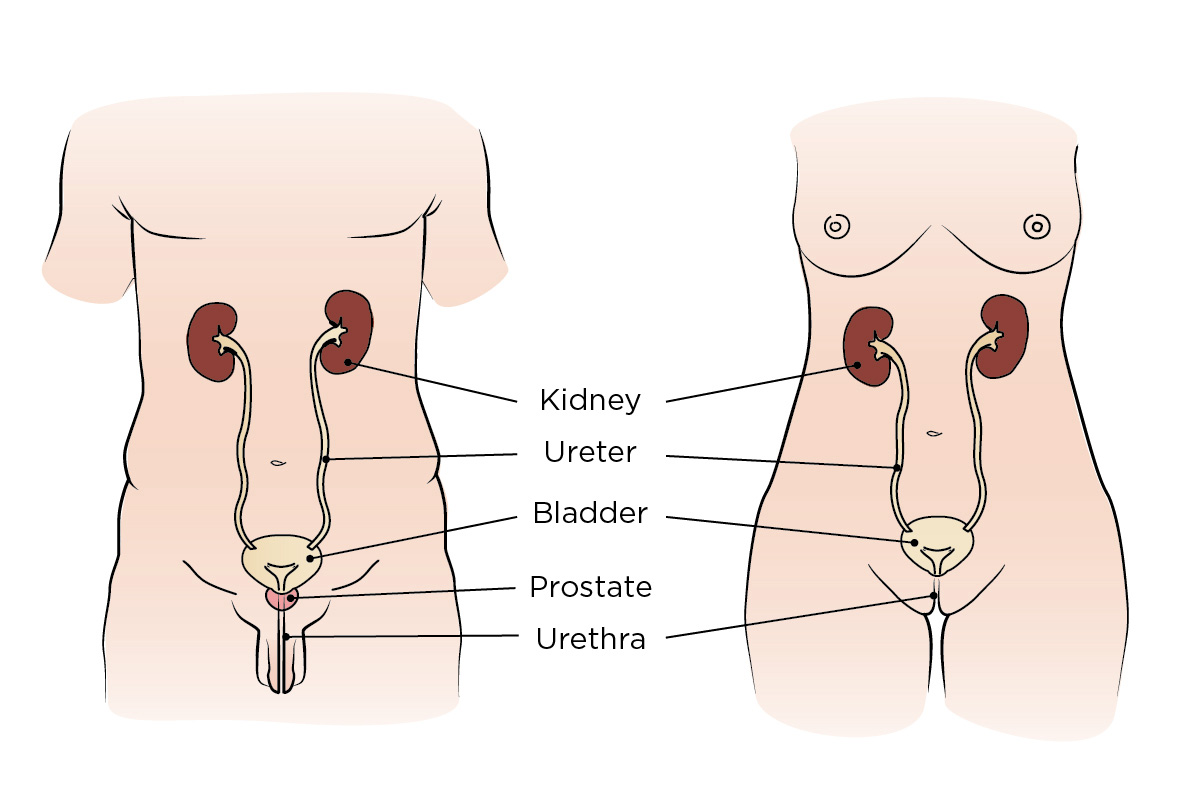 The bladder and urinary system in a male (left) and a female (right)