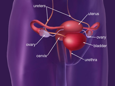 Diagram of the cervix in relation to other parts of female anatomy.