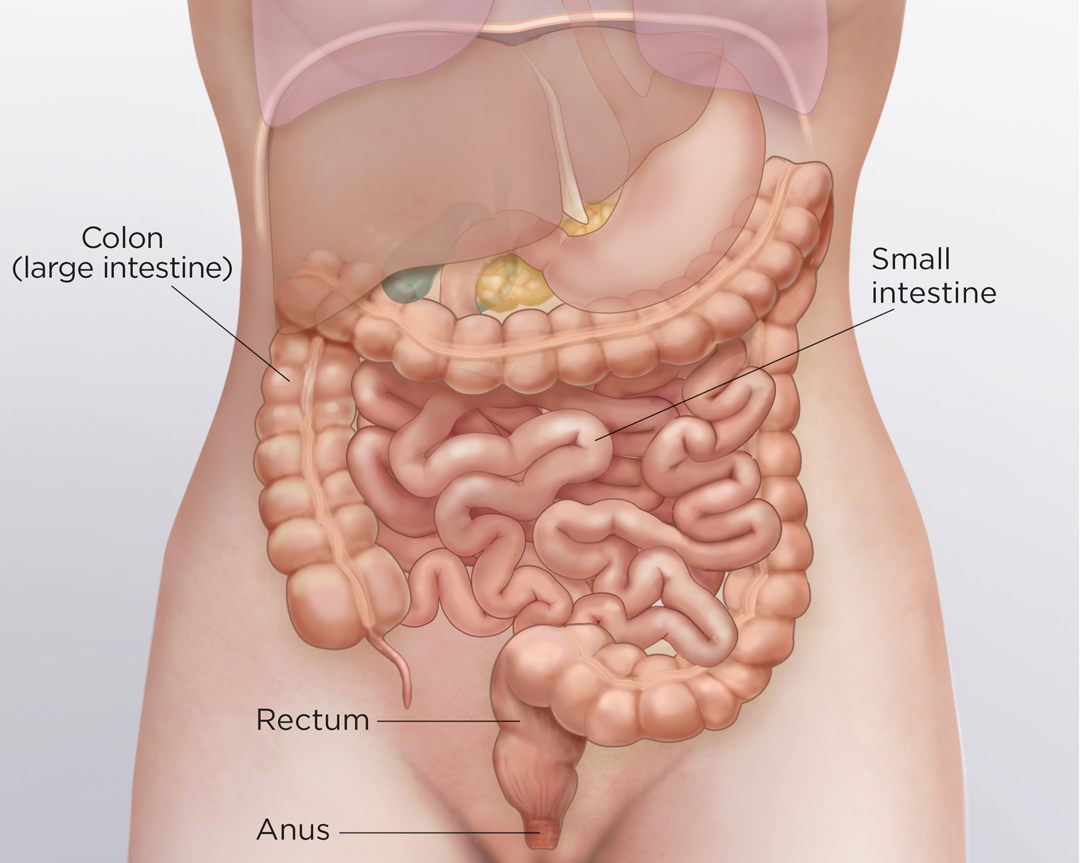 Diagram which points out the location of the colon (large intestine), small intestine, rectum and the anus