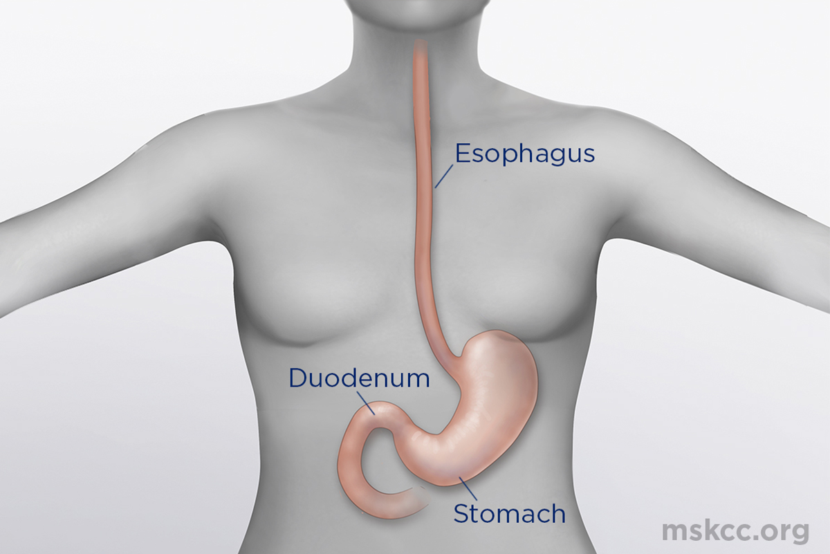 proximal vs distal stomach