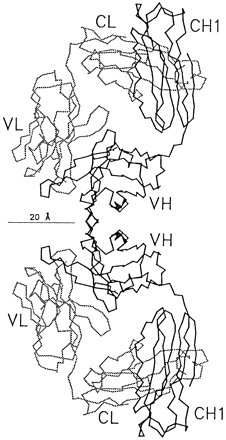 Crystal structure of R24 antibody