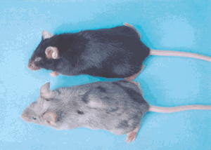 Mice immunized with DNA. The top mouse was immunized with control DNA, while the bottom mouse was immunized with DNA encoding a melanoma/melanocyte autoantigen tyrosinase-related protein 2. The bottom mouse developed autoimmunity manifested as depigmentation.