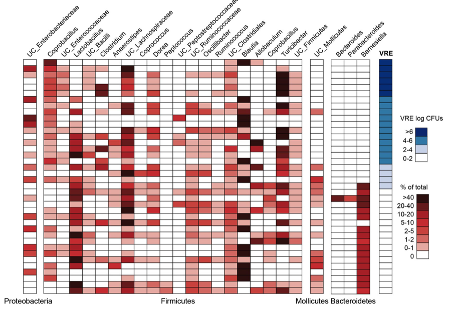 VRE Colonization and Infection | Sloan Kettering Institute