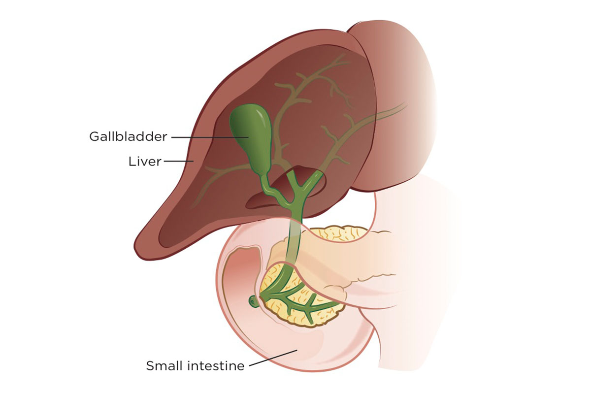 Illustration of liver, gallbladder, bile ducts and small intestine
