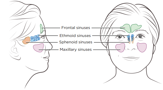 About Your Surgery For Cancer Of The Nasal Cavity And Paranasal Sinuses