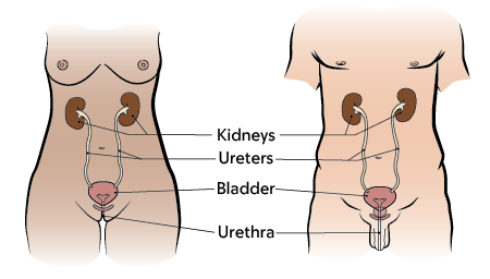 Figure 1. Female (left) and male (right) urinary systems