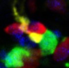 scientific image of triad of cells