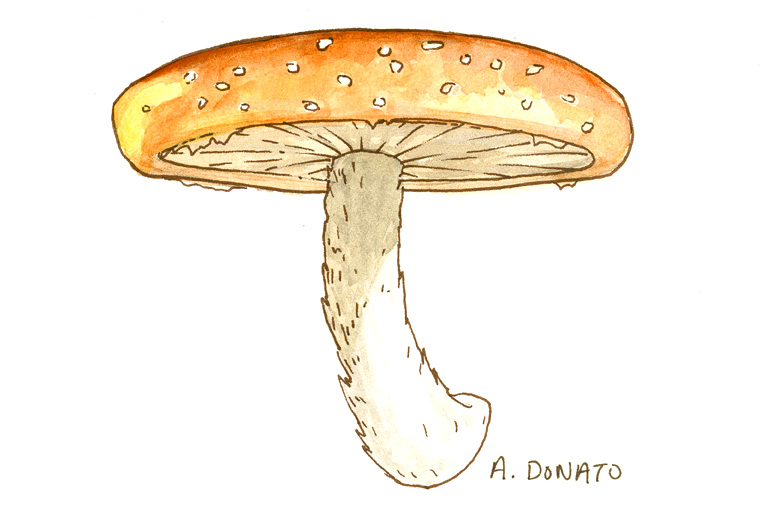 Shiitake mushroom