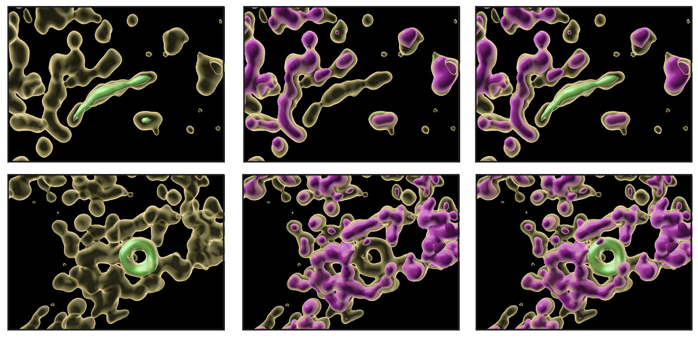 images of mitochondria highlighted to show the two subpopulations formed under stress