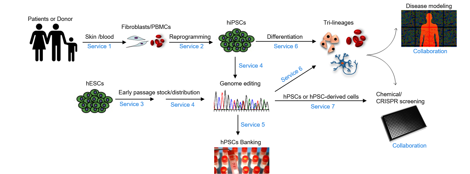 SKI Stem Cell Research Core Services model