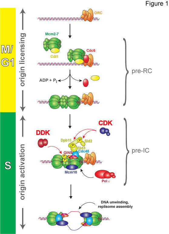 The Dirk Remus Lab Sloan Kettering Institute