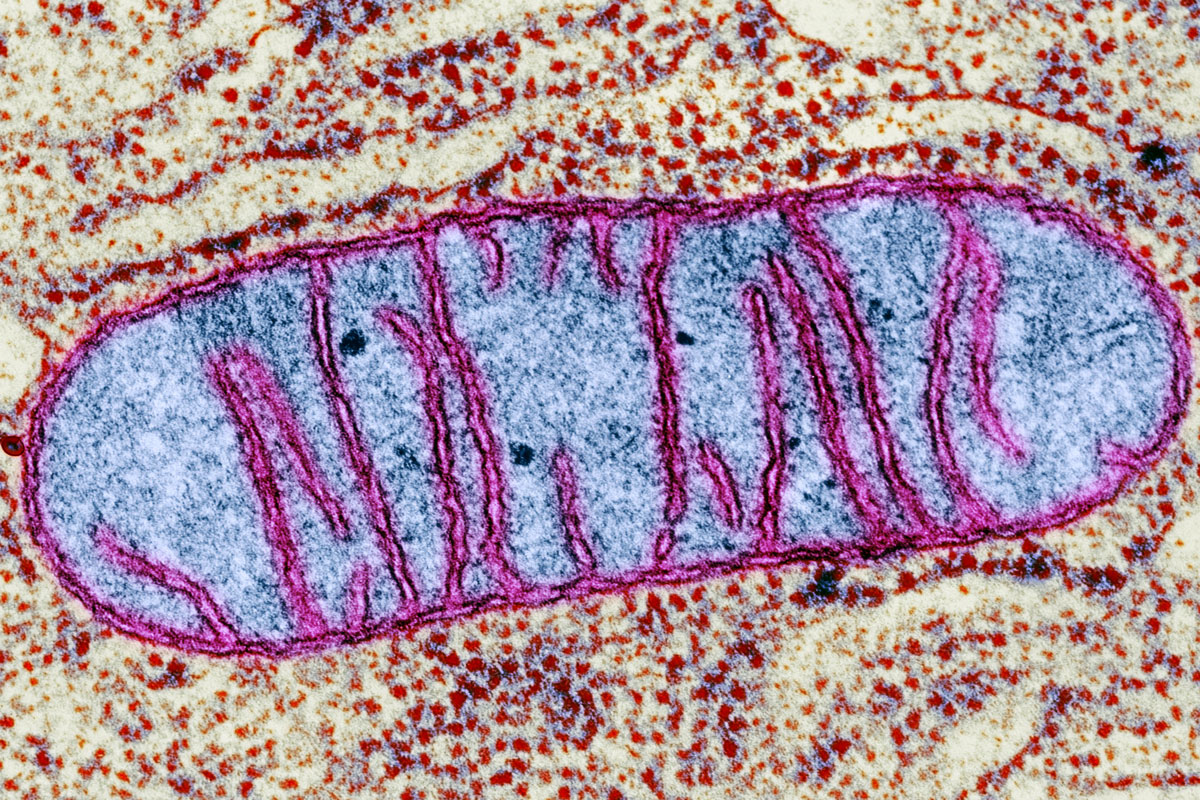 двумембранные органоиды раст клетки фото 76