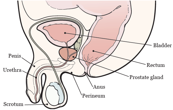 Figura 1. Anatomía de la próstata