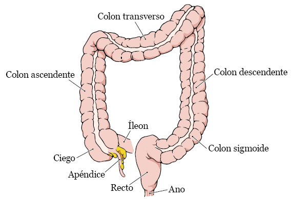 Figura 2. Partes del colon