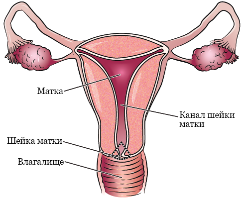 Рисунок 1. 