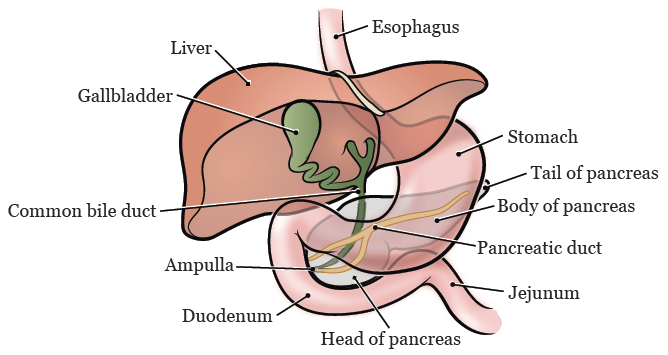 图 1. 胰腺及周围器官