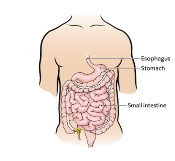 Figure 1. Your digestive system