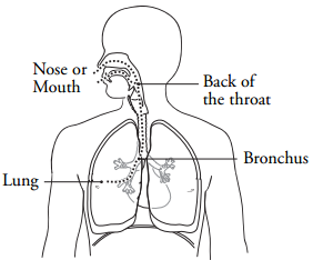 About Your Flexible Bronchoscopy | Memorial Sloan Kettering Cancer Center