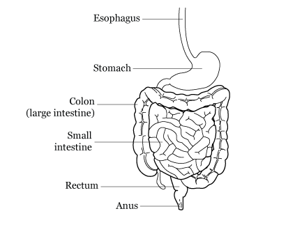 About Your Gastrectomy Surgery | Memorial Sloan Kettering Cancer Center