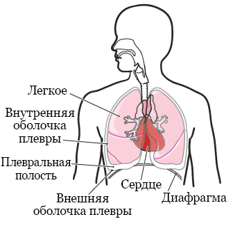 Рисунок 1.  Легкие и плевральная полость