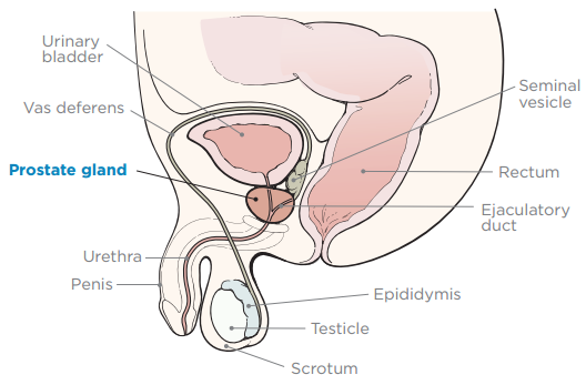 Figure 1. Male reproductive system