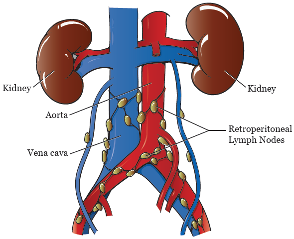 retroperitoneal lymph nodes