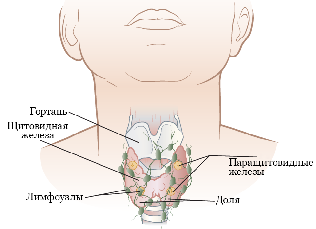 Рисунок 1.  Щитовидная железа