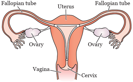 abdominal hysterectomy