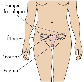 Figura 3.&nbsp;El sistema ginecológico