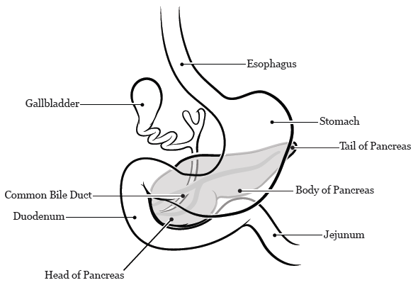 About Your Whipple Procedure | Memorial Sloan Kettering Cancer Center