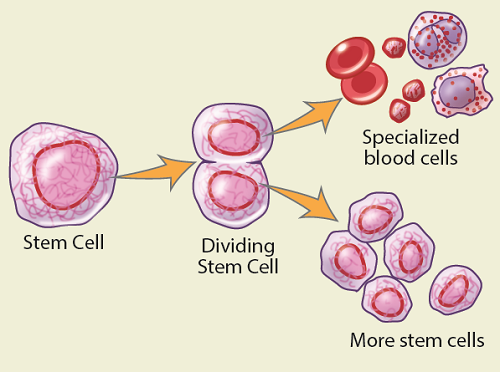 Rysunek 1. Komórki macierzyste dzielą się i zmieniają w różne rodzaje krwinek w organizmie.
