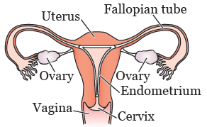 图 1. 女性生殖系统