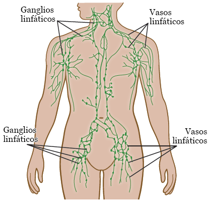 Figura 2. El sistema linfático en otras zonas del cuerpo