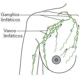 Figura 1. El sistema linfático en la mama