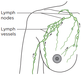 Figure 1. Normal lymph drainage