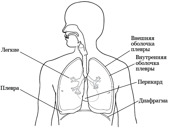 Рисунок 1.  Грудная клетка