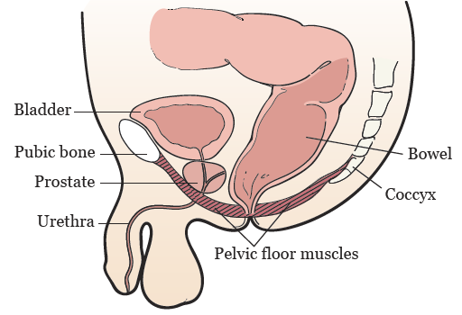 Figure 1. Your pelvic floor muscles