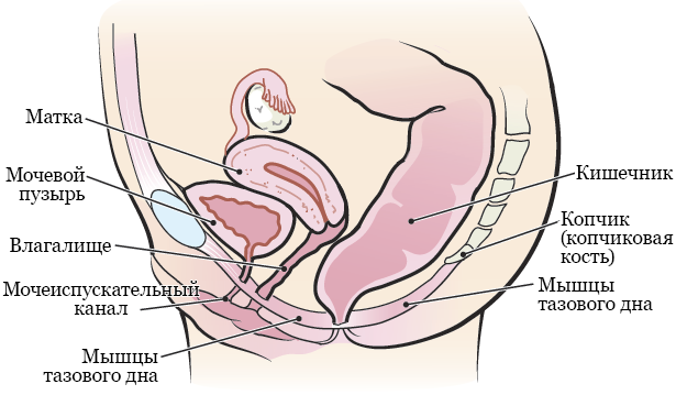 Рисунок 1.  Мышцы тазового дна и органы таза