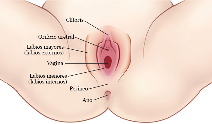 Figura 1. La vulva