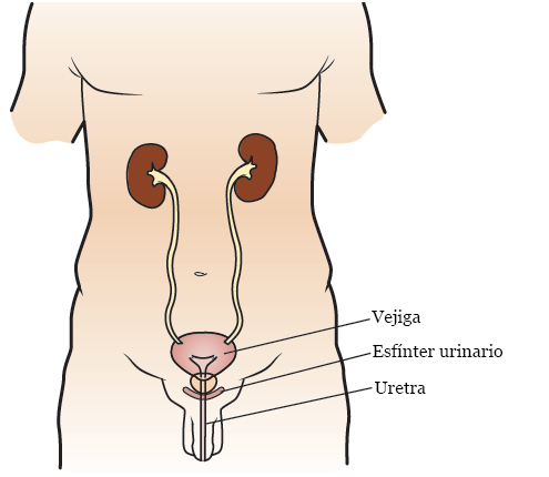 Figura 1. Esfínter urinario
