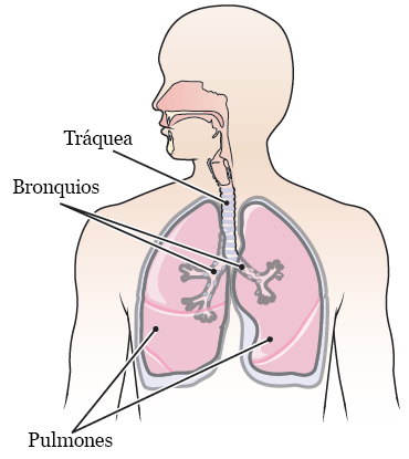 Figura 2. Las vías respiratorias