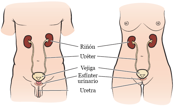 Figura 1. El aparato urinario