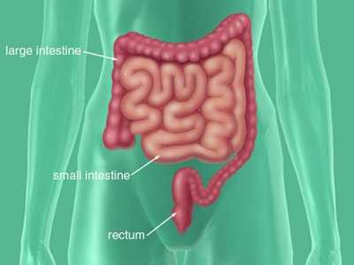 Three white arrows pointing to the large intestine, small intestine and rectum.