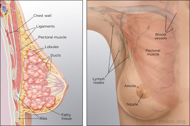 Breast and Chest Anatomy – Medical Stock Images Company