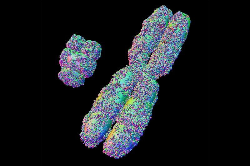 Colorful illustration of X and Y chromosome
