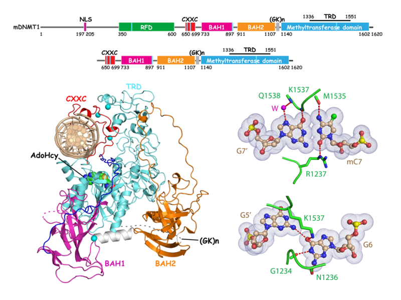 The Dinshaw Patel Lab: DNA Methylation and Cross-talk with Histone ...